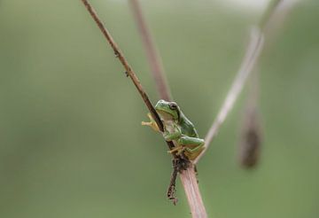 Tree frog uses its suction cups by Ans Bastiaanssen