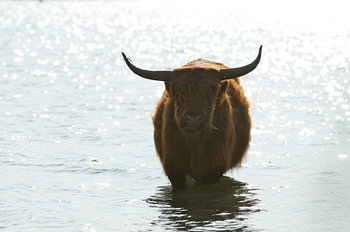 Schotse hooglander zoekt verkoeling