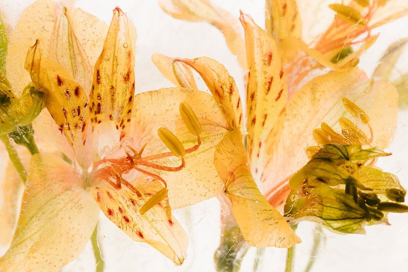 Gelbe Alstroemeria in Eis 3 von Marc Heiligenstein