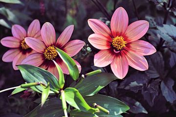 Un dahlia en fleur sur Jurjen Jan Snikkenburg