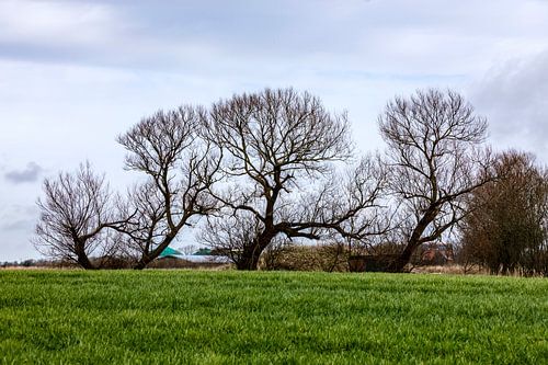 Vom Wind geformt