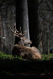 Lying stag by Hans-Bernd Lichtblau