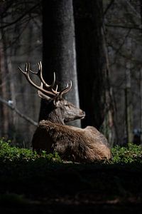 Cerf couché