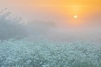 Anthrisque sylvestre ; Anthriscus sylvestris ; Persil des vaches, lever du soleil, brouillard
