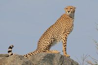 Gepard im Serengeti-Nationalpark Tansania