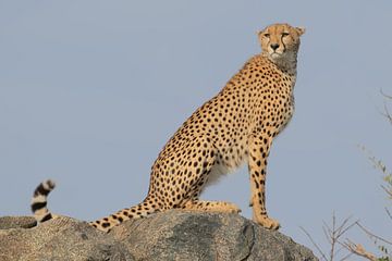 Gepard im Serengeti-Nationalpark Tansania von Dorien Bisperink