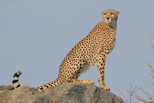 Gepard im Serengeti-Nationalpark Tansania