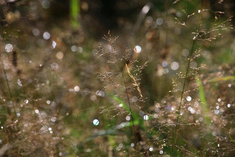 Waldwiese am Morgen von Thomas Jäger
