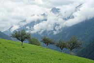 Fruitbomen op helling in Aosta dal met laaghangende bewolking op de achtergrond. van Gert van Santen thumbnail