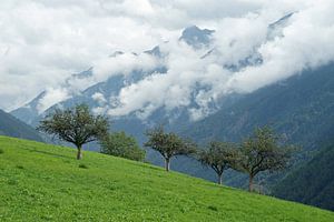 Fruitbomen op helling in Aosta dal met laaghangende bewolking op de achtergrond. van Gert van Santen