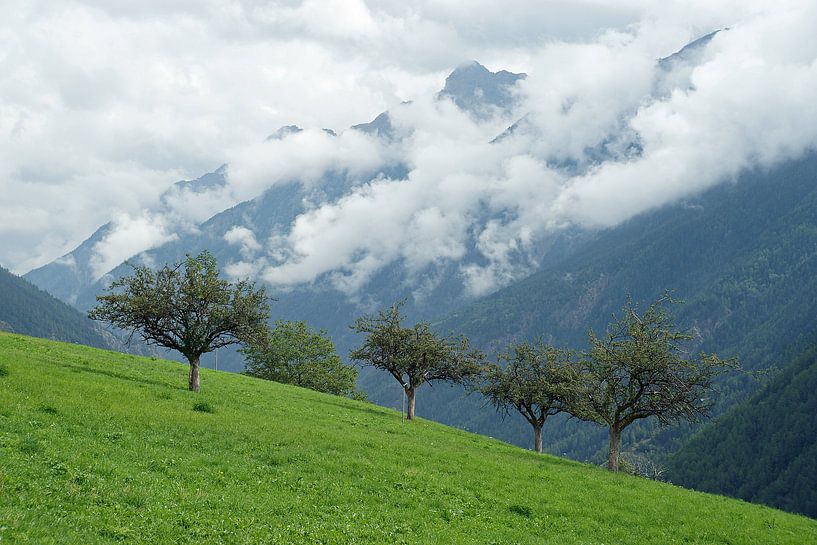 Fruitbomen op helling in Aosta dal met laaghangende bewolking op de achtergrond. van Gert van Santen