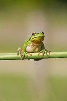 Grenouille arboricole sur tige de roseau en vert