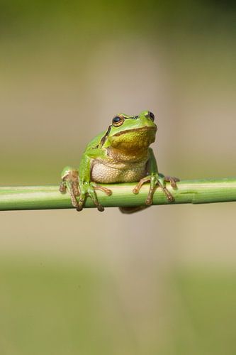 Baumfrosch am Schilfrohrstiel in grün