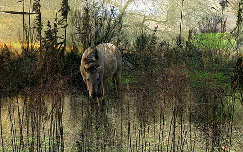 Konikspaard bij zonsondergang