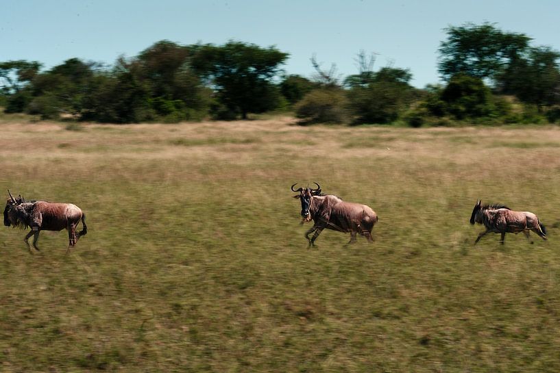 Gnous en course pendant la grande migration – Serengeti, Tanzanie par RobinV
