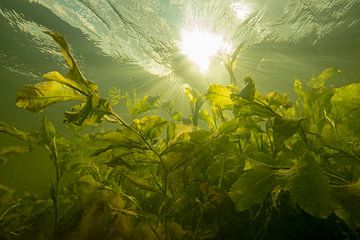 Underwater landscape by Matthijs de Vos