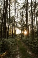 Waan je in de bossen van Zuid Frankrijk