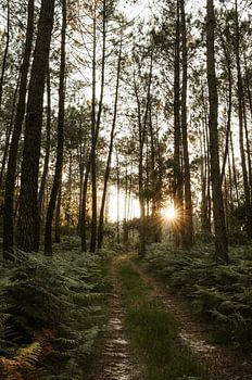 Imagine yourself in the forests of southern France