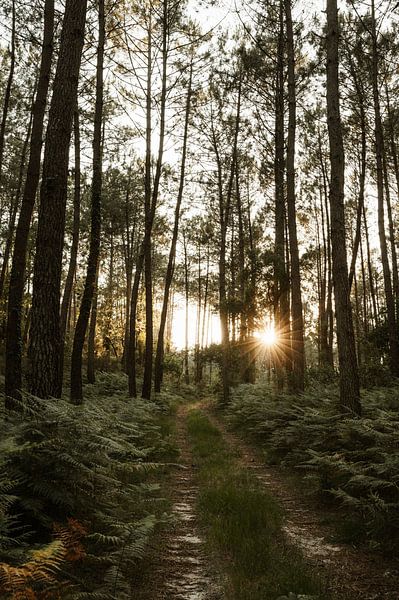 Imagine yourself in the forests of southern France by Lieselot Engelen
