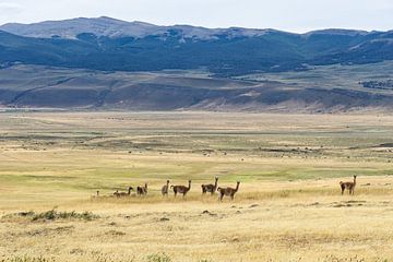 Guanaco lama's in Argentinie van Daan Beverdam