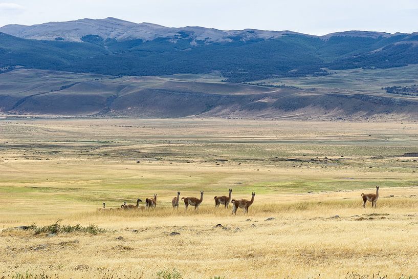 Guanaco lama's in Argentinie van Daan Beverdam