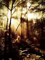 Hond in bos