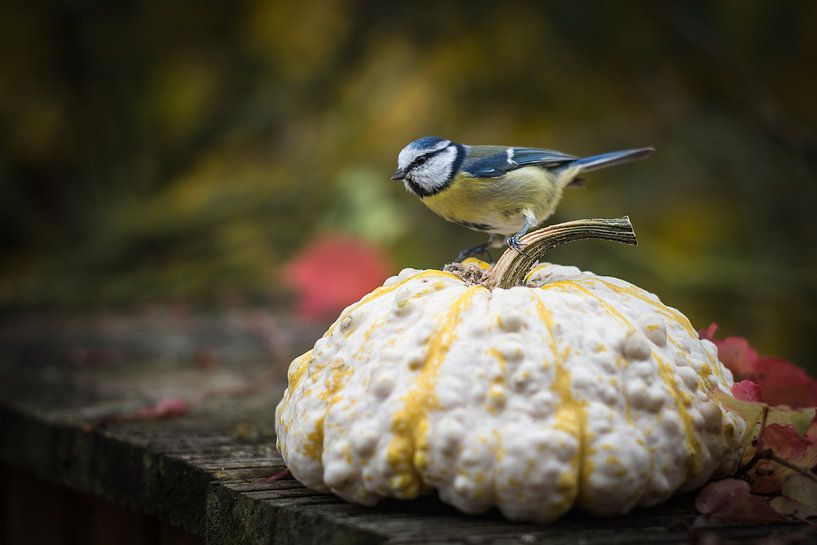 Tit on pumpkin by Jürgen Schmittdiel Photography