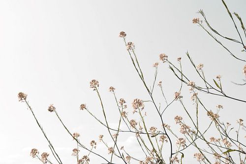 Fleurs séchées naturelles sur fond clair