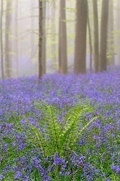 Fern plant in a misty bluebell forest by Sjoerd van der Wal