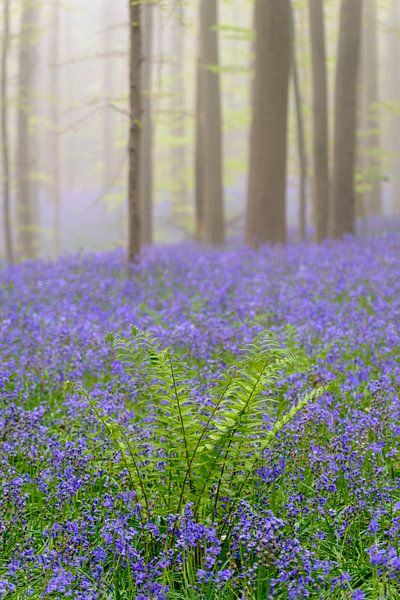 Fern plant in a misty bluebell forest by Sjoerd van der Wal Photography