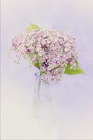 Painting Look Hortensia