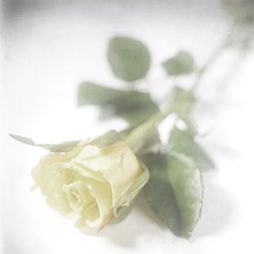 Yellow rose van Herman Peters