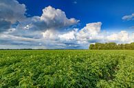 Aardappelveld onder een hemel met indrukwekkende wolken na een zomer t van Sjoerd van der Wal Fotografie thumbnail