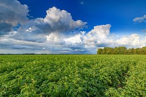 Potato field under a sky with impressive clouds after a summer t