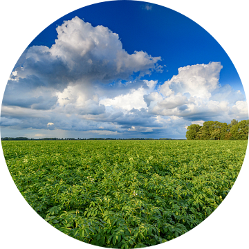 Aardappelveld onder een hemel met indrukwekkende wolken na een zomer t van Sjoerd van der Wal Fotografie