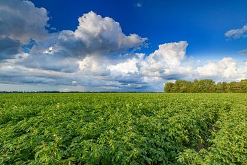 Aardappelveld onder een hemel met indrukwekkende wolken na een zomer t
