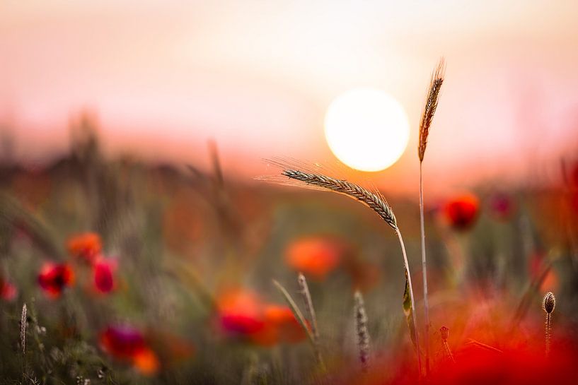 Sonnenhalter - sunholder von Sabine Böke-Bergau