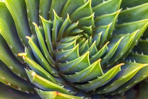 Grüne Spirale II