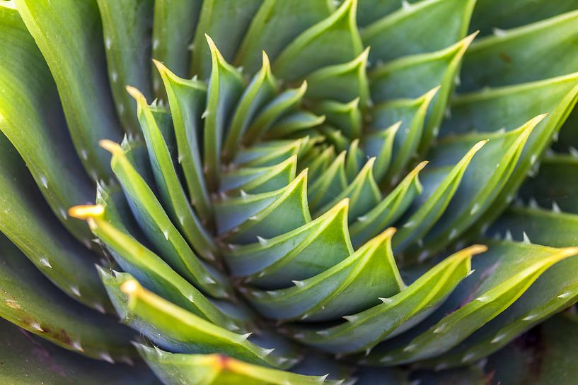 Green Spiral II by Christian Müringer