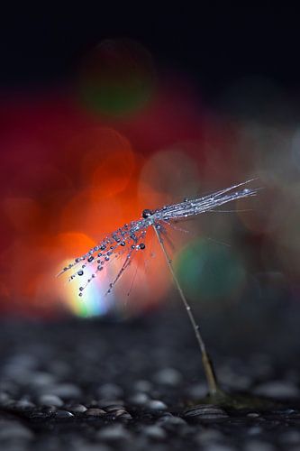 Une lumière dans l'obscurité (pissenlit) sur Patricia van Kuik