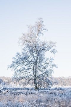 De eenzame boom, Nederlandse natuur in het winter seizoen