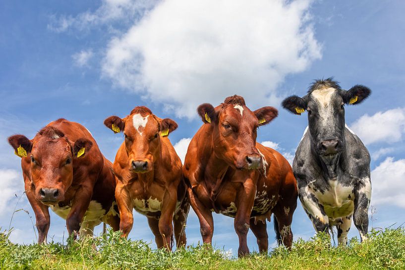 Altijd nieuwsgierig deze dames von Bram van Broekhoven