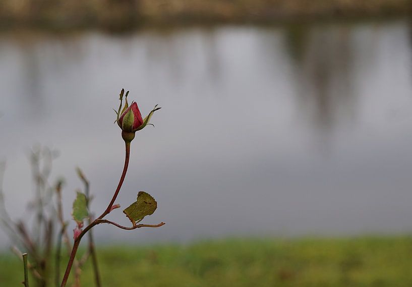 lone rose by joyce kool