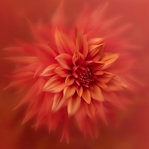 Dahlia blurry red van Dori Heijmans