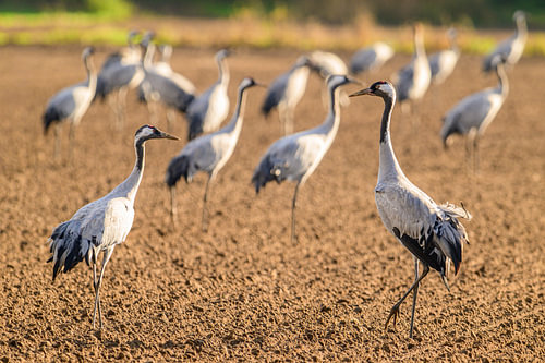 Crane birds resting and feeding in a field during autumn migration