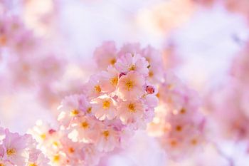 Kersenbloesem in Kassel