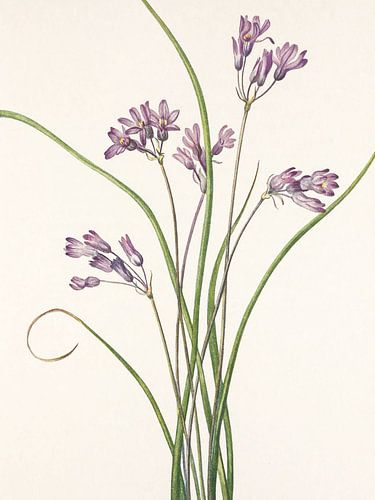 Wild Hyacinth From North American Wildflowers (1925) By Mary Vaux Walcott