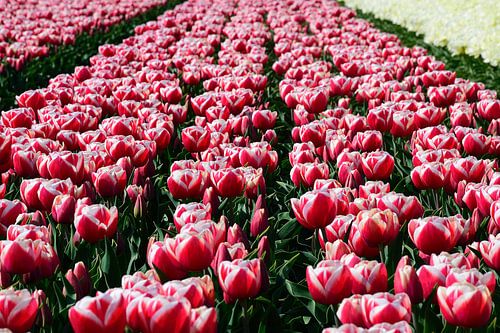 Rood met een vleugje wit