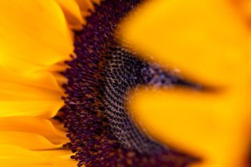 Sonnenblume von Evelyne Renske