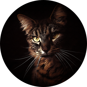 Portret van een kat oude meesters schilderij stijl van Maud De Vries